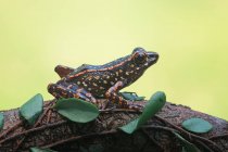 Вид збоку на деревну жабу на розмитому фоні — стокове фото