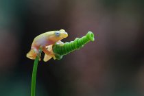 Лягушка сидит на зеленом растении на размытом фоне — стоковое фото