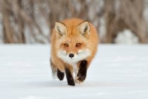Vista panorámica de Fox caminando en la nieve, Montreal, Quebec, Canadá. - foto de stock