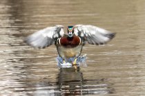 Closeup view of Wood duck landing, on water — Stock Photo