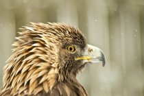 Portrait of a bald eagle, against blurred background — Stock Photo