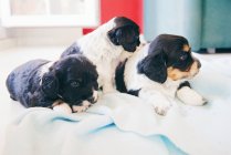 Взгляд трех кокетливых щенячьих собак на кровати — стоковое фото