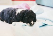 Cocker Spaniel Puppy dog sleeping on a blanket — Stock Photo