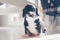 Portrait of a Cocker Spaniel Puppy dog — Stock Photo
