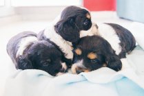 Three Cocker Spaniel Puppy dogs on a bed — Stock Photo