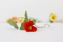 Flores comestibles sobre mesa blanca, enfoque selectivo - foto de stock