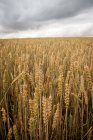 Vista panoramica sul campo di grano, Uppsala, Svezia — Foto stock