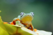 Javan gliding tree frog sitting on leaf, closeup view — Stock Photo