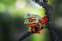 Два Яванський ковзання жаби дерева, крупним планом подання — стокове фото