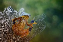 Яванская лягушка, вид крупным планом — стоковое фото