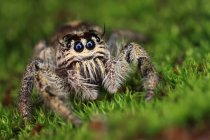 Vista close-up da aranha de salto, foco seletivo — Fotografia de Stock