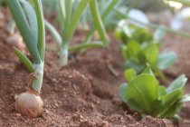 Zwiebeln und Salat wachsen im Boden — Stockfoto
