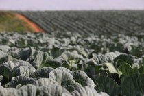 Close-up view of cabbages in a field — Stock Photo