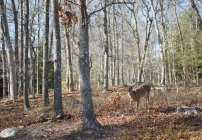 Vista panorâmica do belo cervo na floresta — Fotografia de Stock