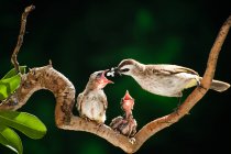 Gelbbelüfteter Bulbul-Vogel füttert Küken vor verschwommenem Hintergrund — Stockfoto