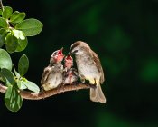 Птенцы кормятся желтыми булбулами на размытом фоне. — стоковое фото