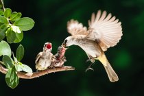 Pulcini che allattano uccelli bulbul con ventilazione gialla, fondo sfocato — Foto stock