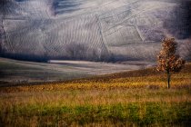 Arbre solitaire dans le paysage rural, Castellania, Piémont, Italie — Photo de stock