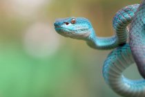 Beau serpent vipère bleu, fond flou — Photo de stock