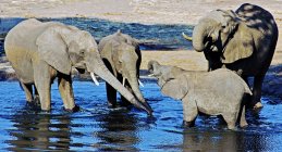 Elefantes de pie en el abrevadero, Okavango, Botswana - foto de stock