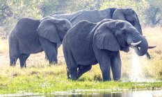 Éléphants se baignant dans la rivière, Okavango, Botswana — Photo de stock