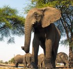 Слон биків на Waterhole, Окаванго, Ботсвани — стокове фото