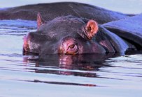 Вид на Hippopotamus in River, Okavango, Botswana — стокове фото
