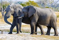 Majestuosos elefantes por el abrevadero, Okavango, Botswana - foto de stock