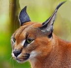 Closeup view portrait of a Caracal, Limpopo, South Africa — Stock Photo
