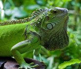 Vista lateral de iguana verde, enfoque selectivo - foto de stock