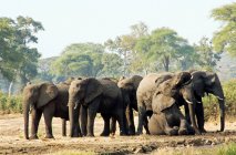 Слоны купаются в грязи, Окаванго, Ботсвана — стоковое фото