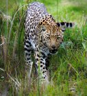 Мальовничий вид леопарда прогулянки по болоті, Окаванґо, Ботсвана — стокове фото