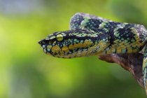 Vista lateral de una cabeza de serpiente víbora, enfoque selectivo - foto de stock