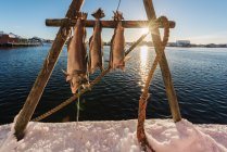 Мальовничим видом риб сушіння на стійці, Ballstad, Норвегія — стокове фото