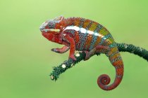 Panther chameleon on branch, closeup view, selective focus — Stock Photo
