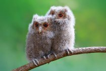 Two baby owls sitting on a branch against blurred background — Stock Photo