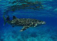 Whale shark swimming in ocean, Dumaguete, Philippines — Stock Photo