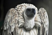 Porträt eines Geiervogels, verschwommener Hintergrund — Stockfoto