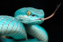 Maestoso serpente vipera buca blu, sfondo nero — Foto stock