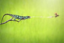 Chameleon catching prey, side view — Stock Photo