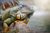 Iguana seduta su una roccia, vista da vicino, messa a fuoco selettiva — Foto stock