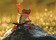 Tree frog on a rock, closeup view — Stock Photo