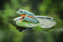Frog sitting on lotus leaf, closeup view — Stock Photo
