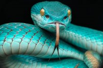 Close-up vista de Pit víbora serpente, fundo borrado — Fotografia de Stock