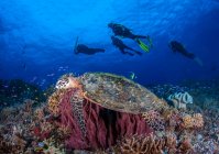 Cuatro buceadores nadando con una tortuga, Parque Natural Tubbataha Reefs, Filipinas - foto de stock