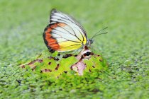 Butterfly on pacman frog, close seup view — стоковое фото