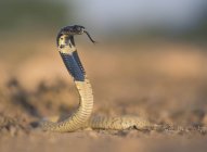 Vista de cerca de la cobra juvenil marroquí, fondo borroso - foto de stock