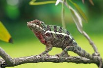 Chameleon on branch, closeup view, selective focus — Stock Photo