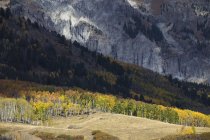 Malerischer Blick auf Espenwald und San Juan Berge, Telluride, Colorado, Amerika, USA — Stockfoto