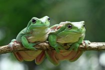 Two dumpy tree frogs on a branch, closeup view — Stock Photo
